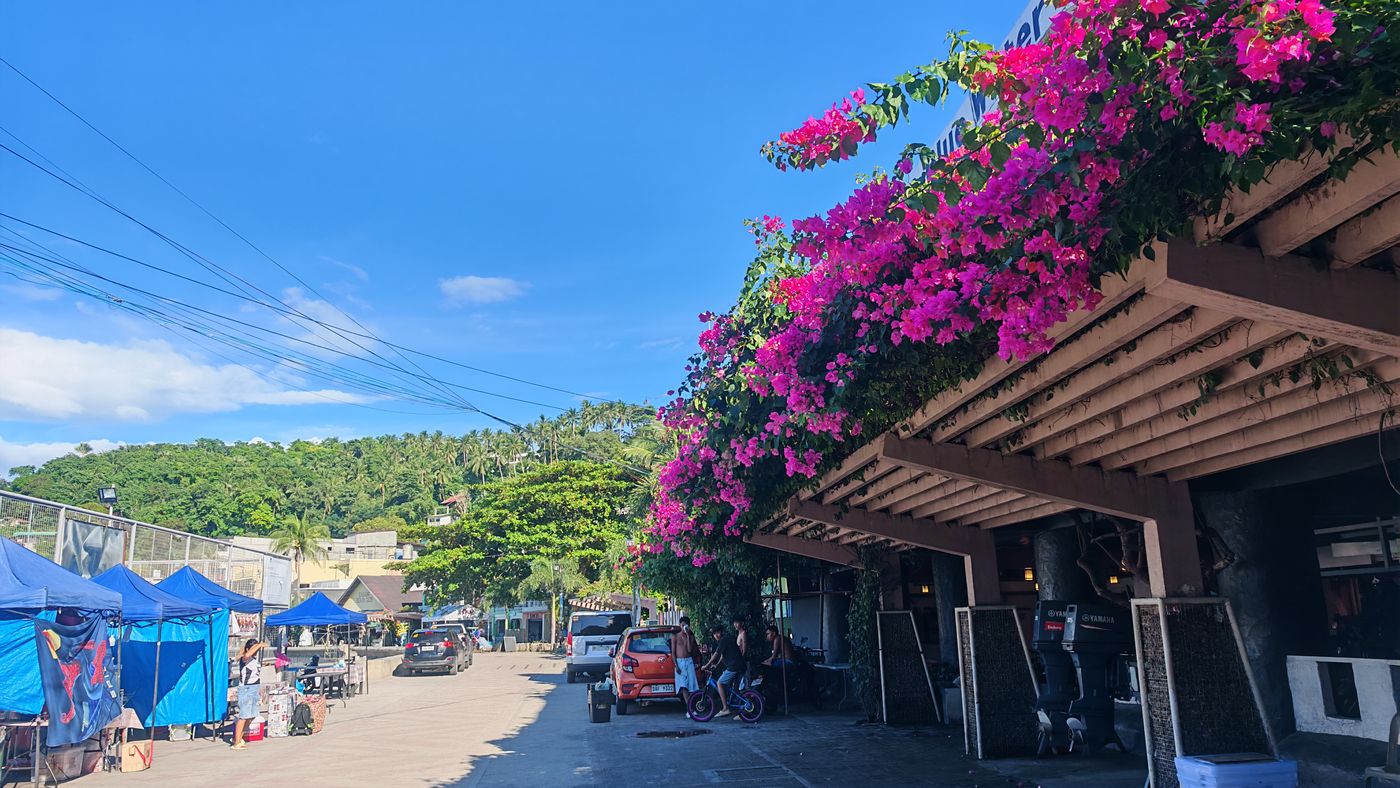 Magnifiques bougainvilliers