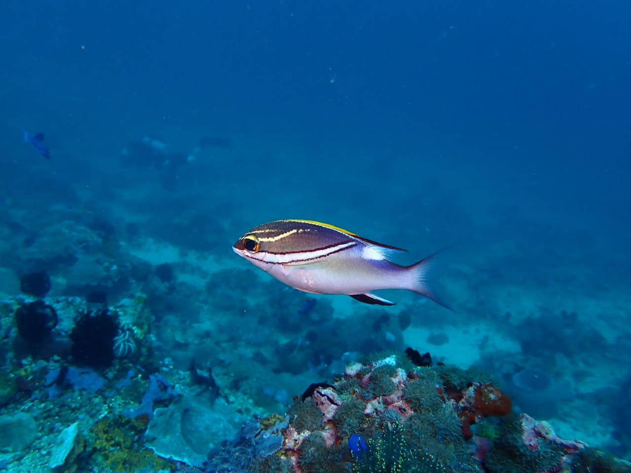 Un poisson mais lequel ?