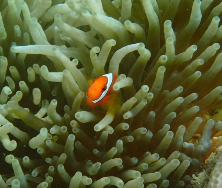 Poisson clown dans son anémone