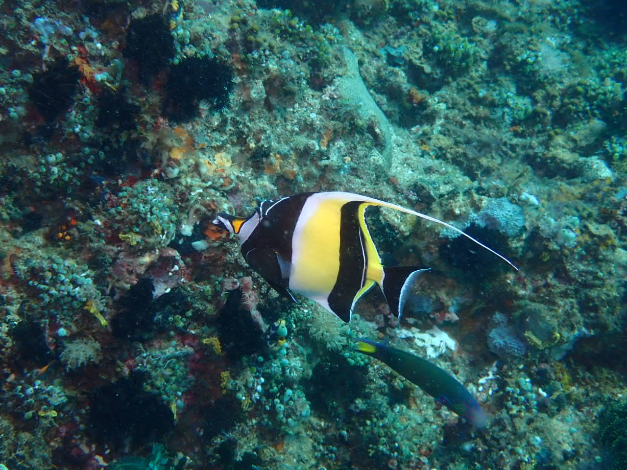 Poisson cocher