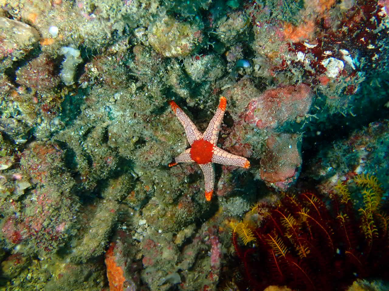 Etoile de mer