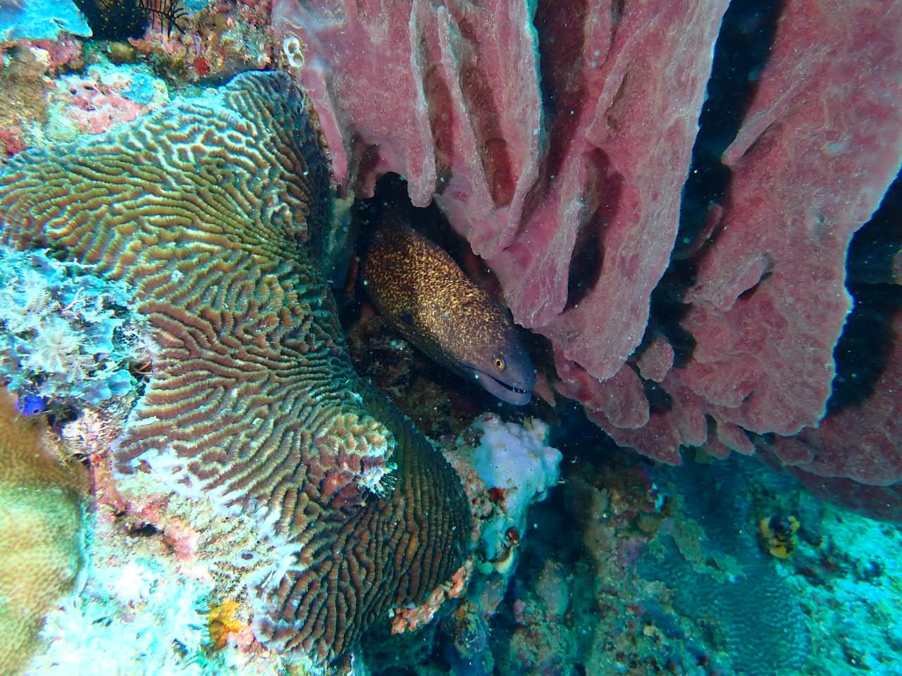 Une murène sous une éponge tonneau