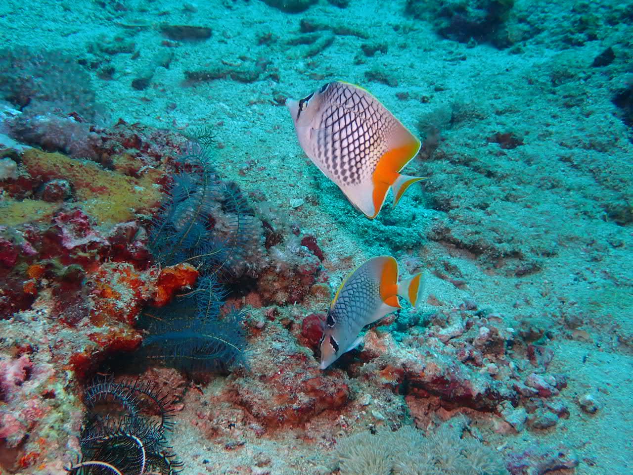 Papillon orange à filet