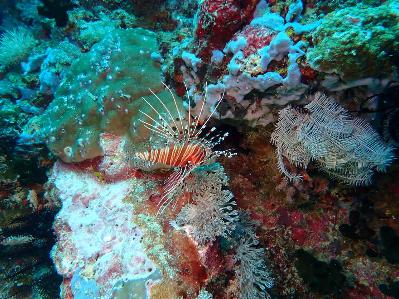 Poisson lion
