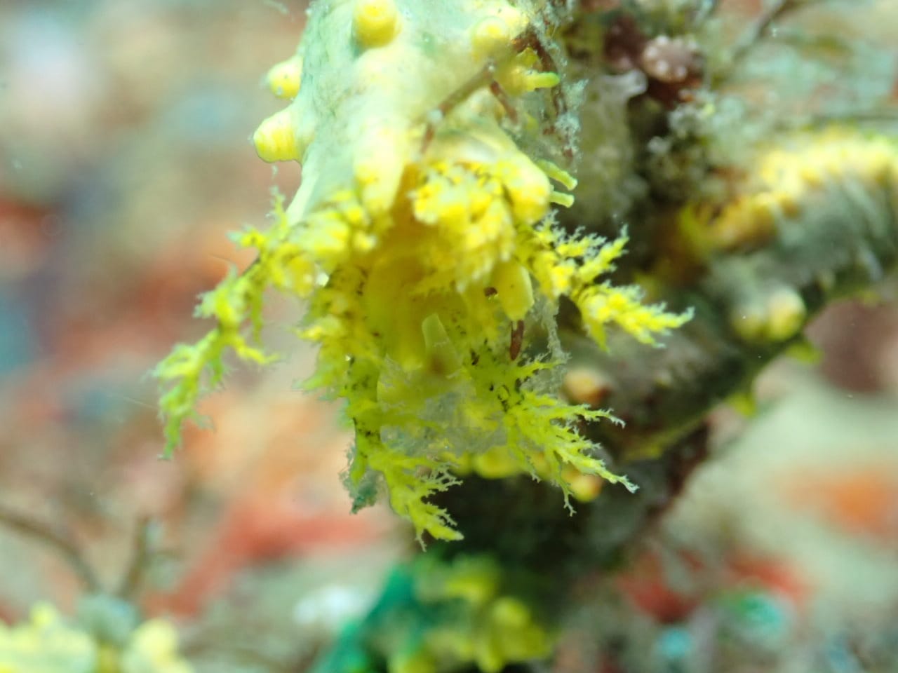 Tête d'holothuries jaune (presque endémique)