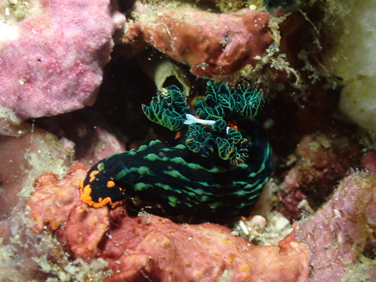 Nudibranche