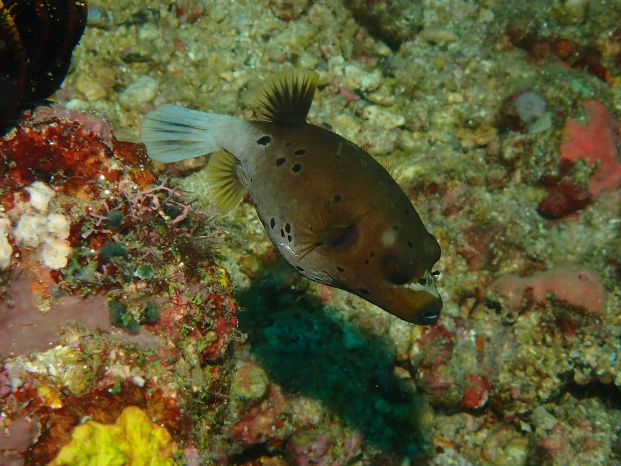Poisson ballon