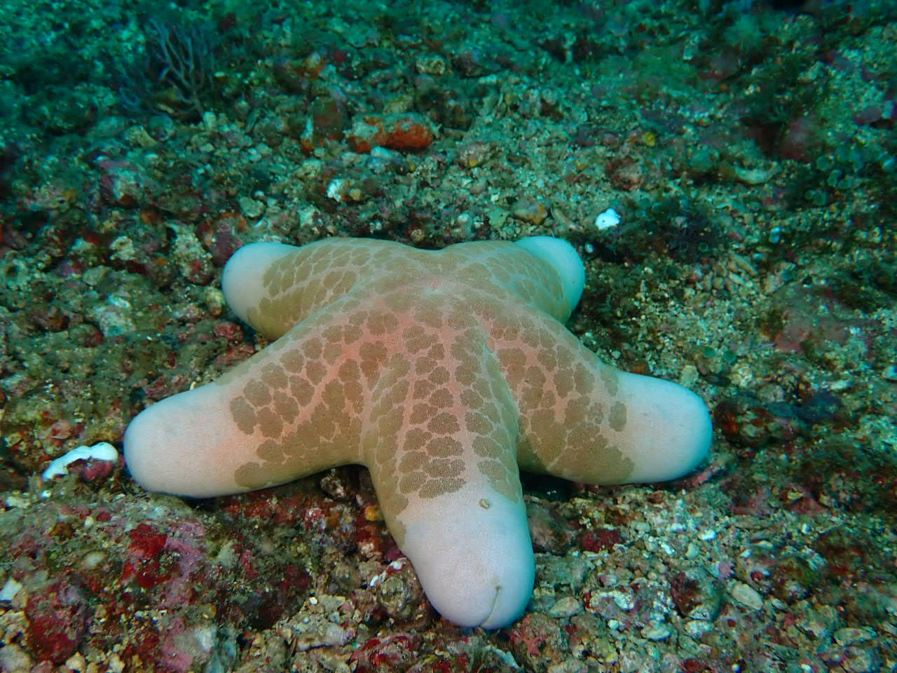 Etoile de mer