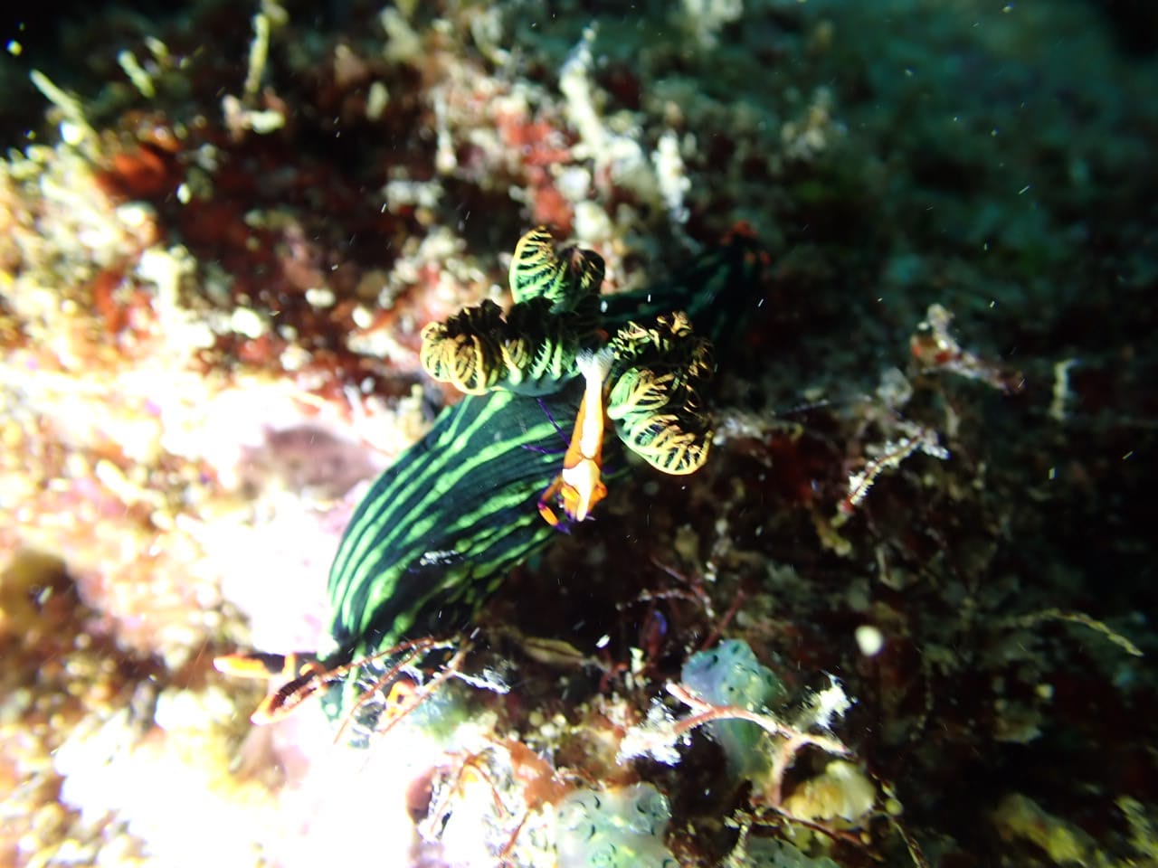 Nudibranche