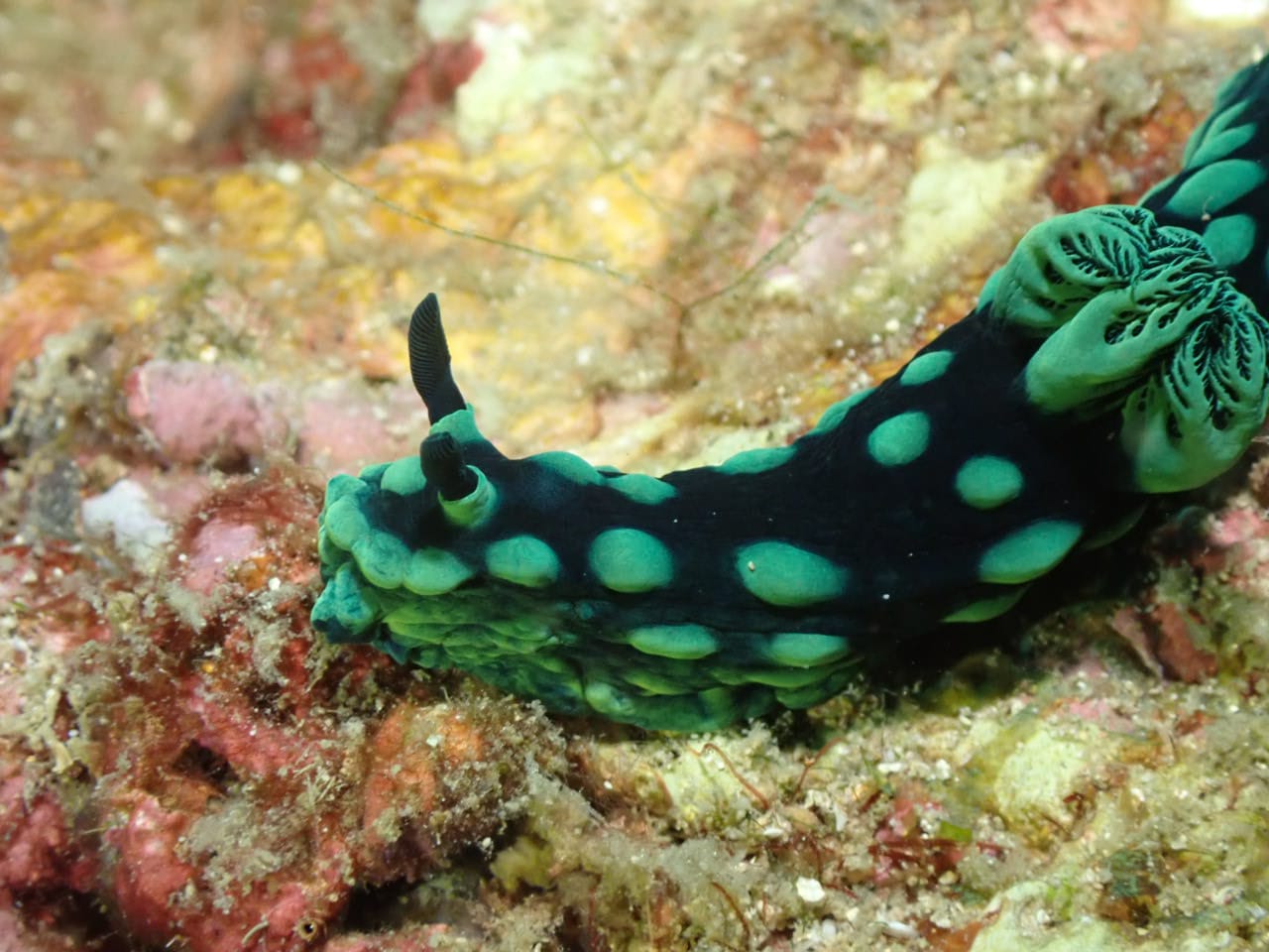 Nudibranche
