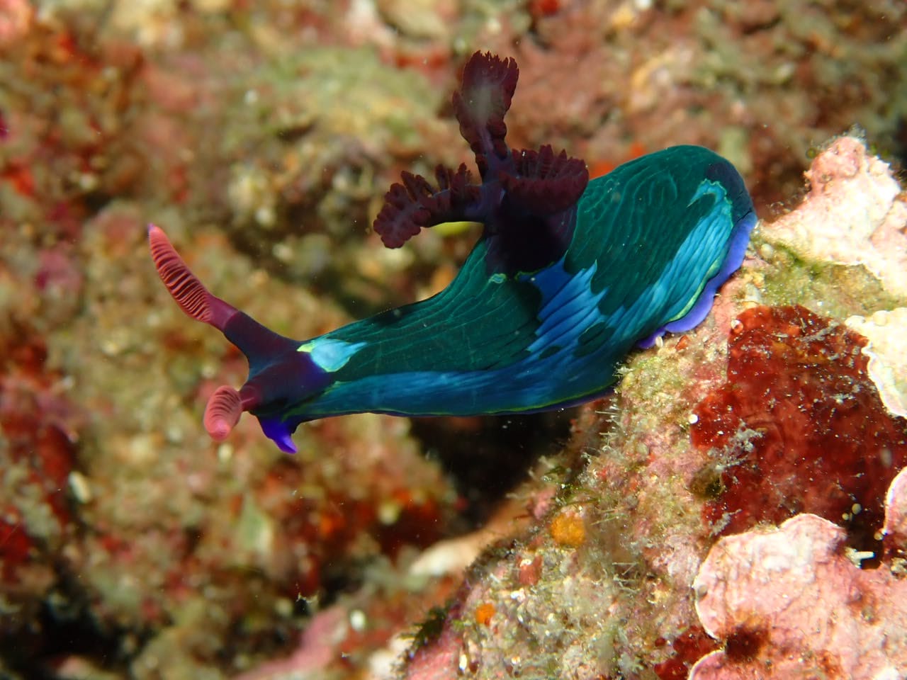 Nudibranche