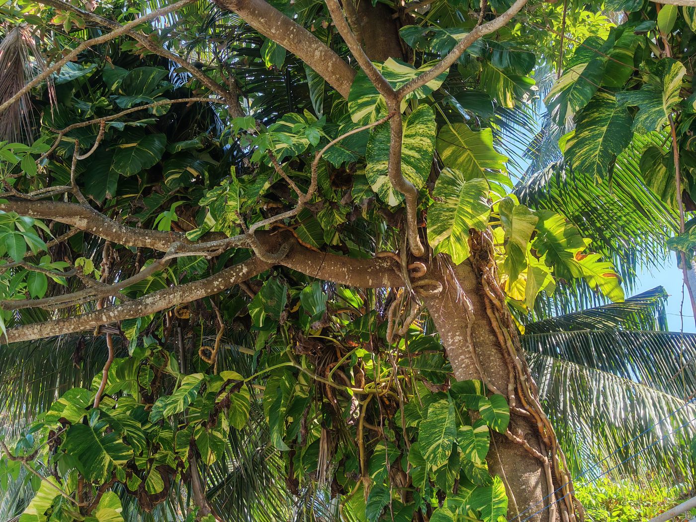 Enorme philodendron bicolore