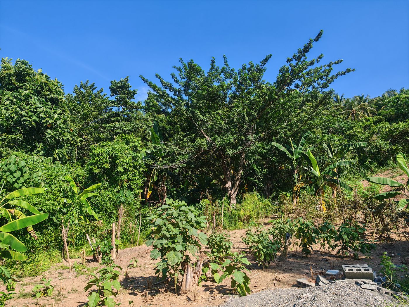 Plantation de bananier et papaye