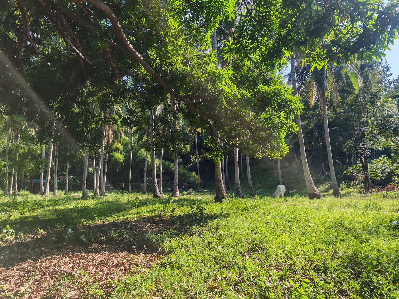 Plantation de cocotier