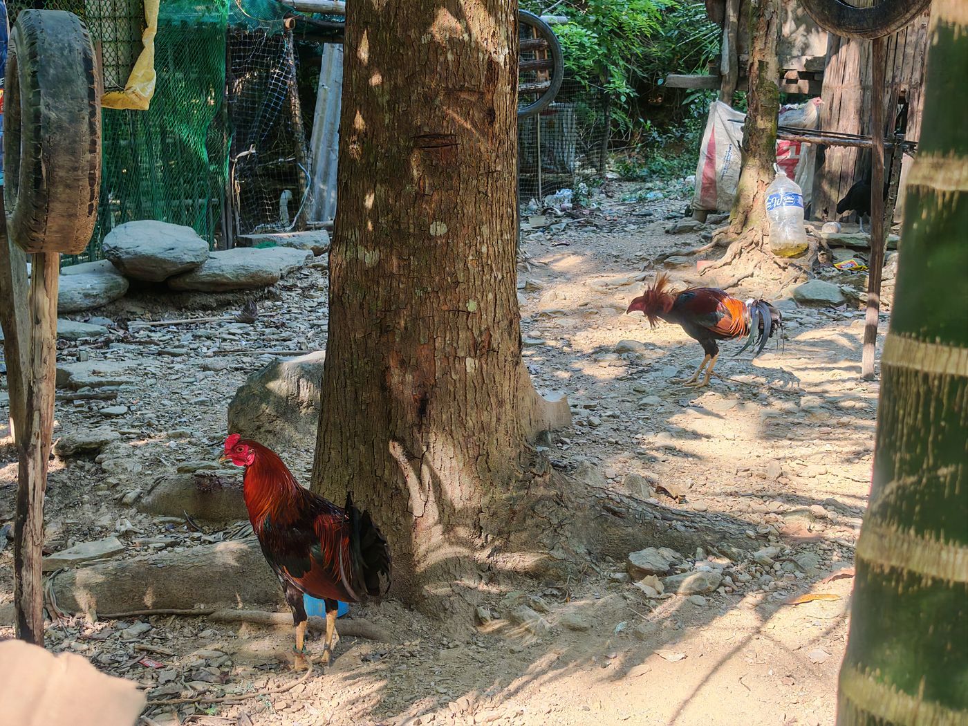 Poules et coqs