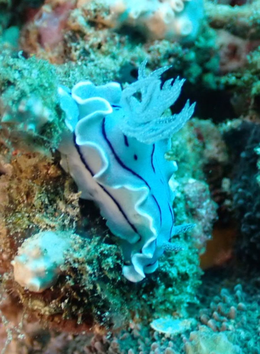 nudibranche