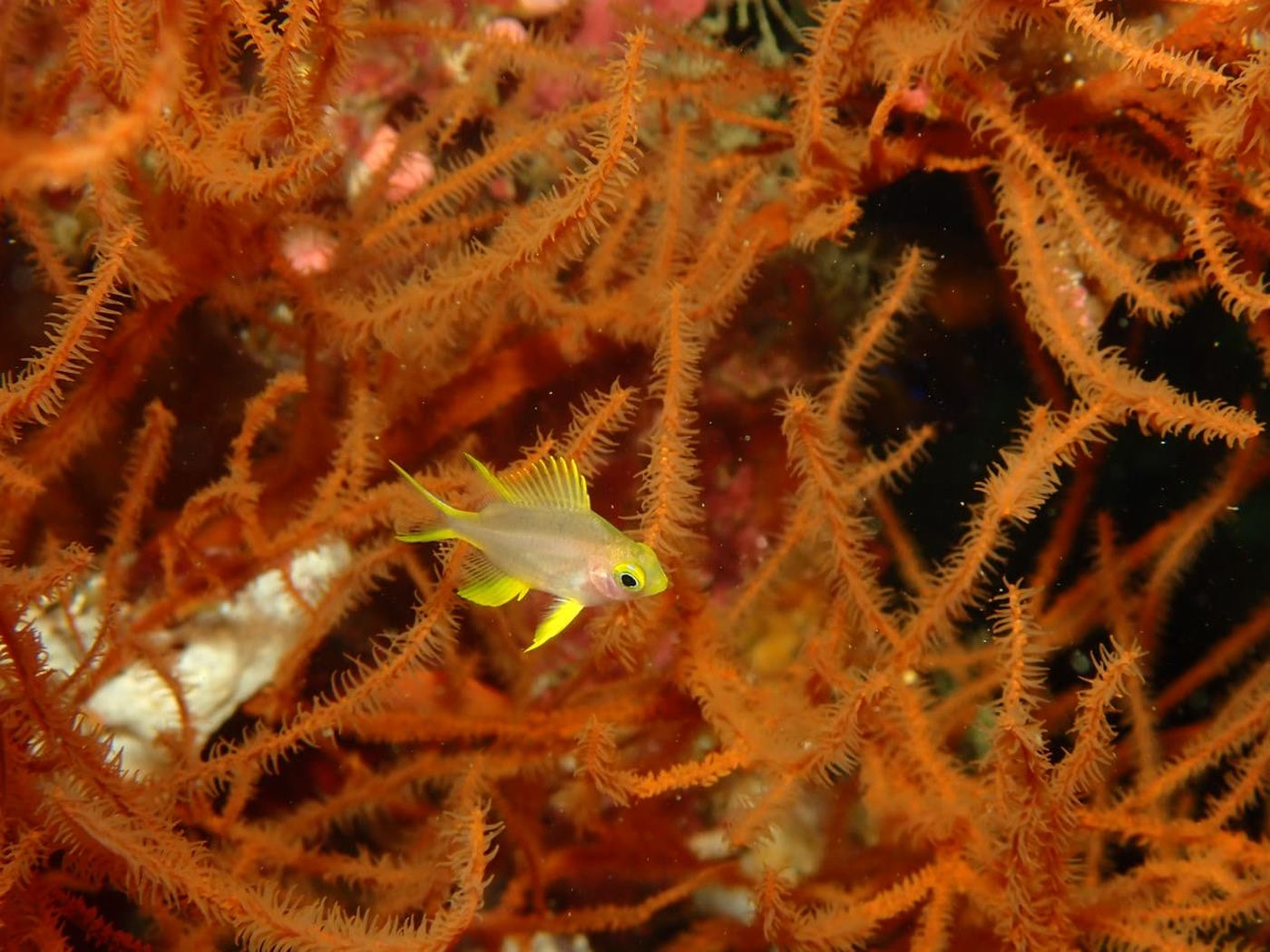 Poisson devant des comatules (pas sur)