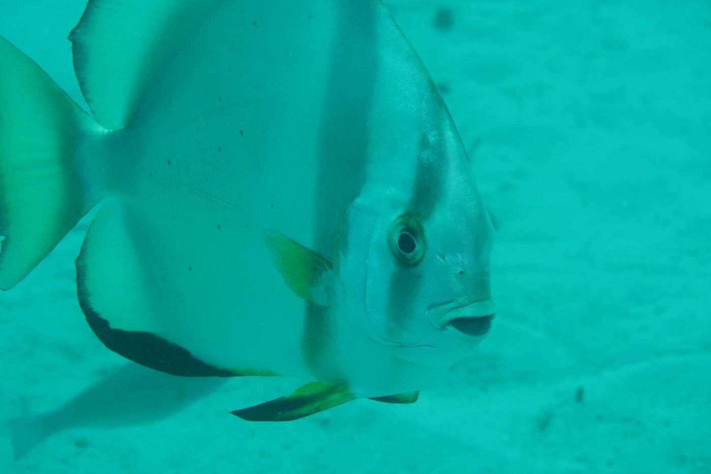 Platax orbicularis