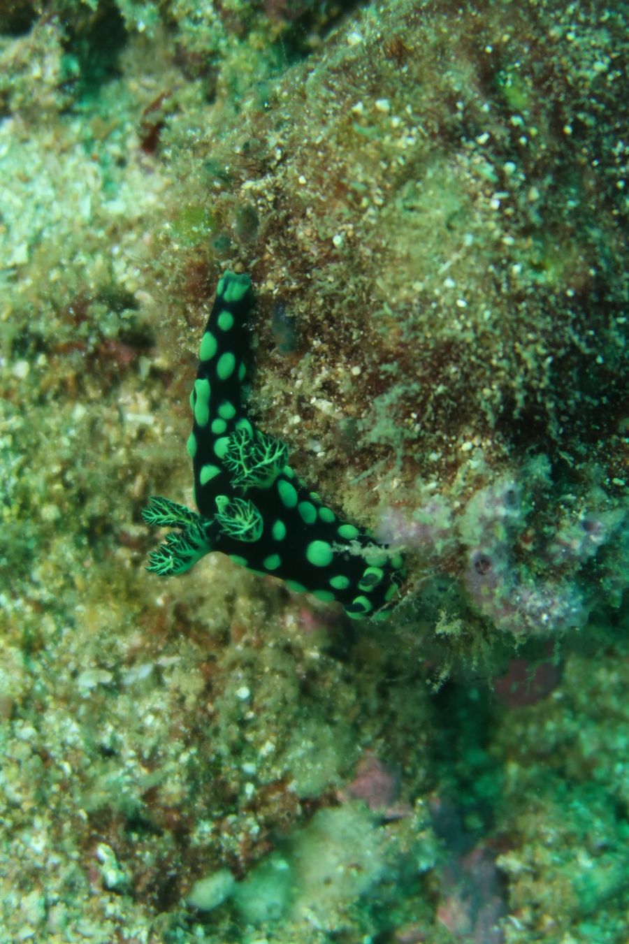 Nudibranche