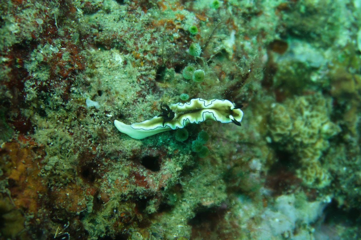 nudibranche