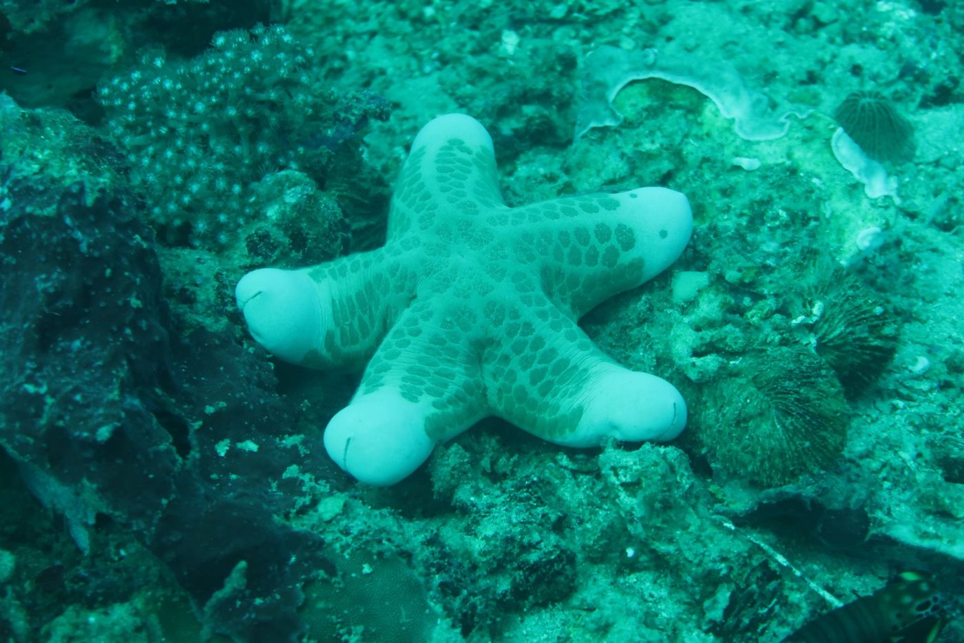 Etoile de mer