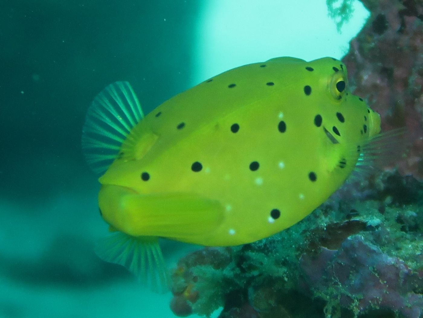 Poisson coffre ou ballon