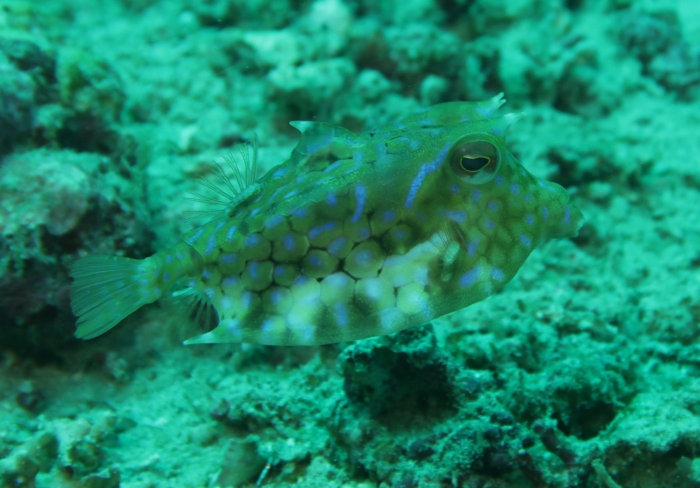 poisson ballon