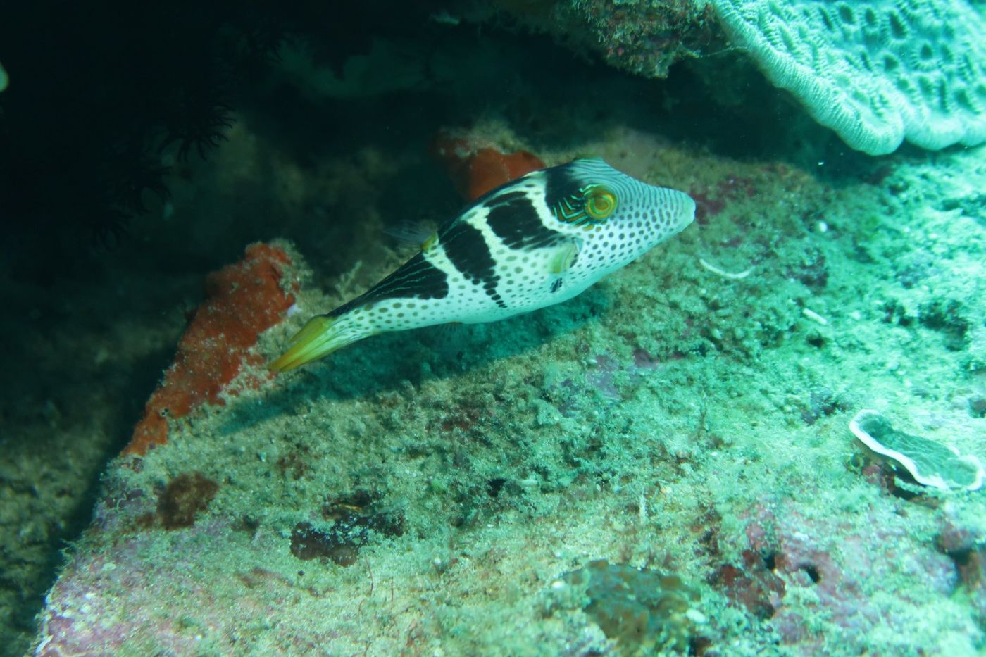 Canthigasters C. Valentini