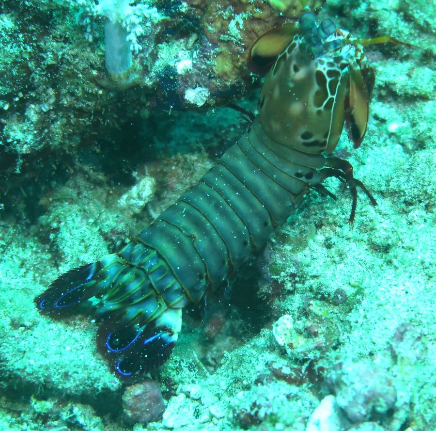 Squille multicolore