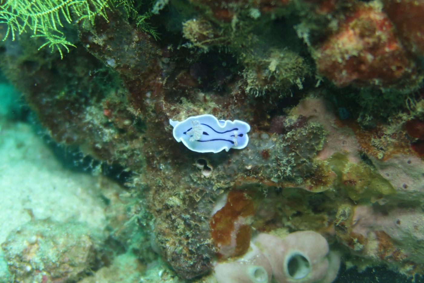 nudibranche