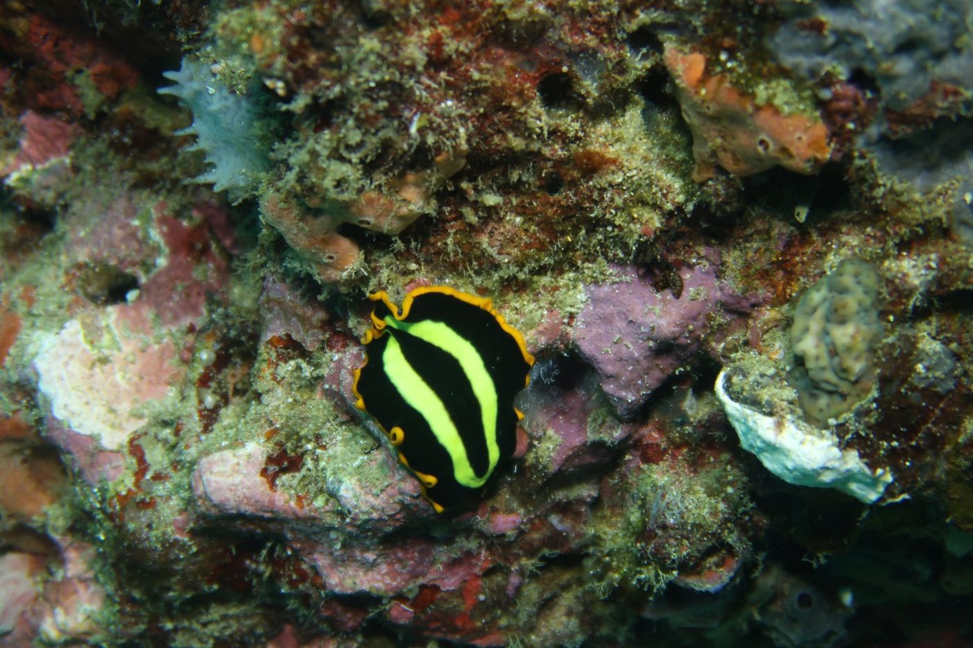 nudibranche