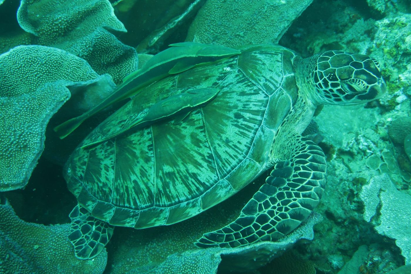 Tortue et ses 2 Roraimas
