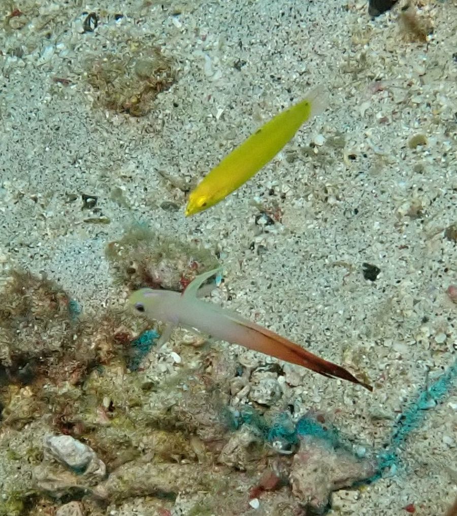 Poisson-fléchette de feu
