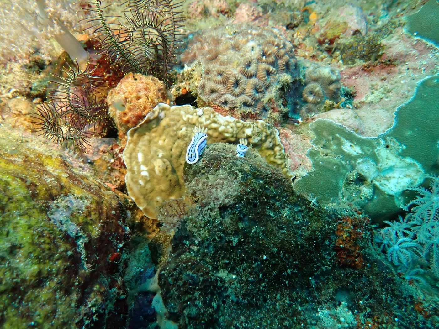Nudibranche dans son milieu