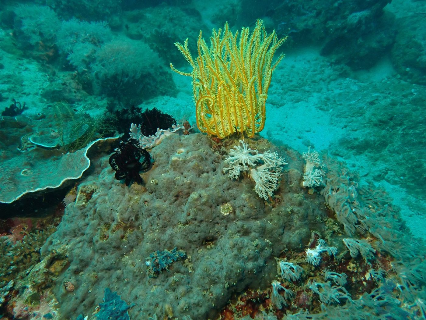 Corail et comatules grises, noir et jaune