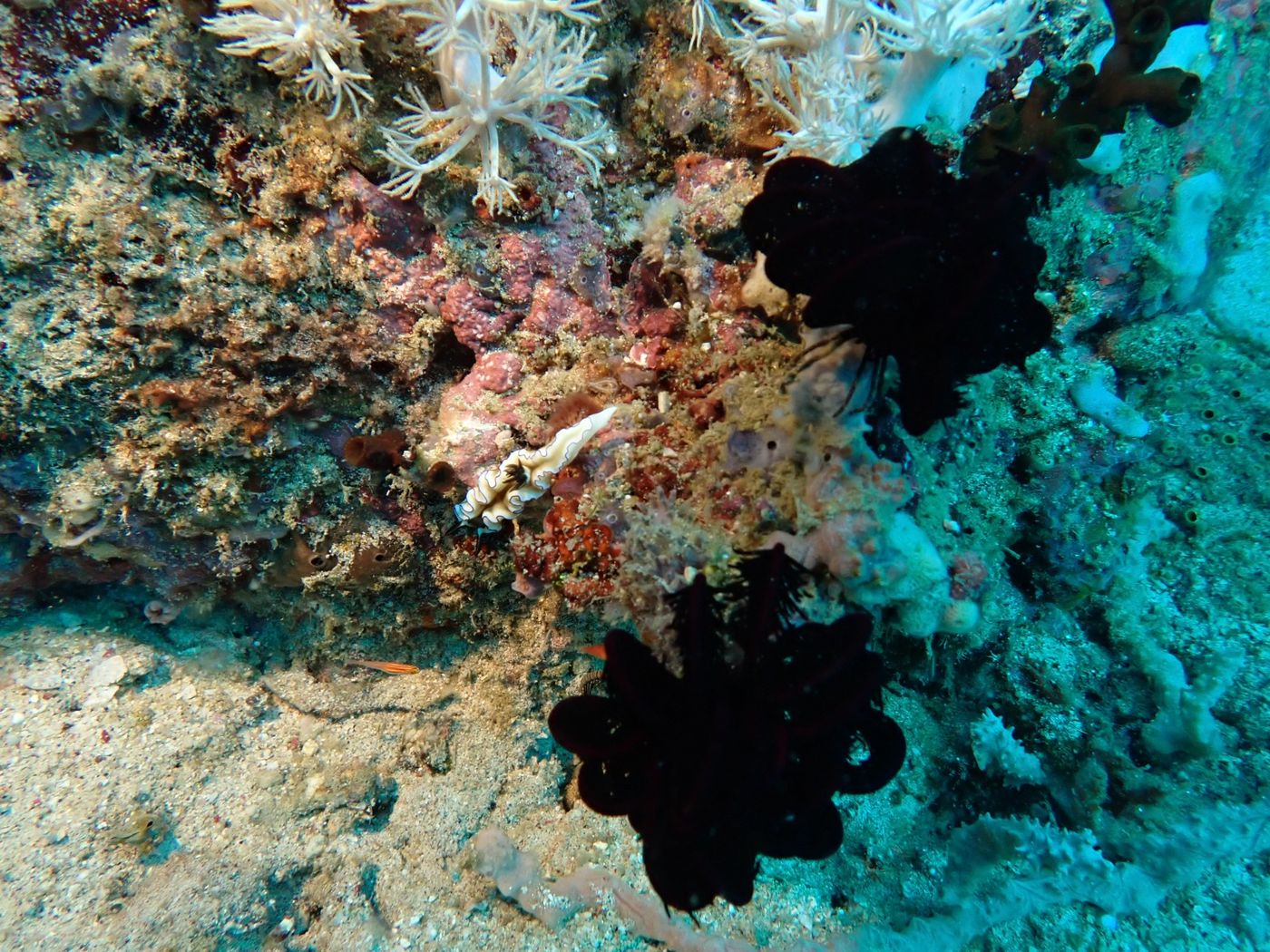 Encore une nudibranche
