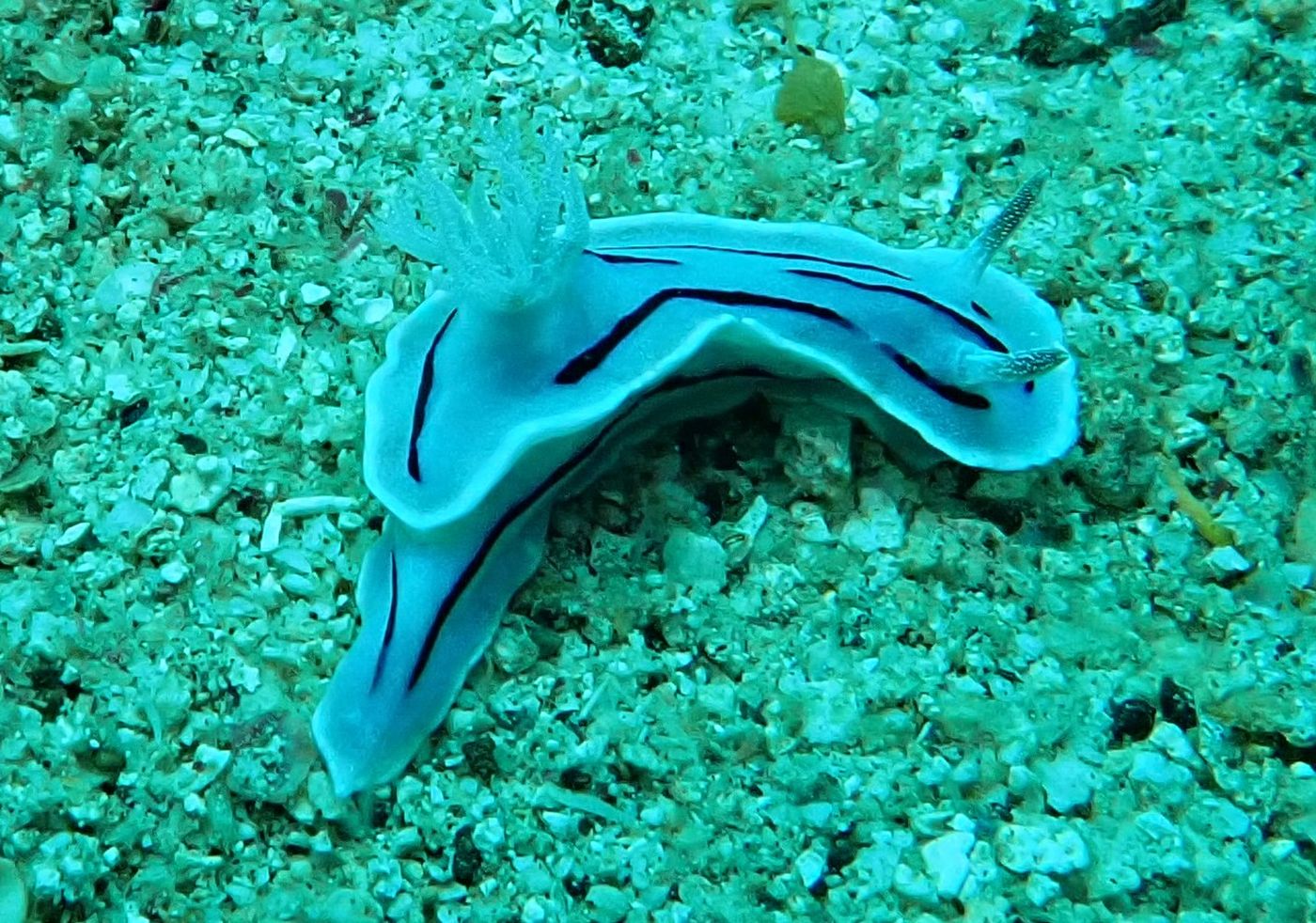 Très gros plan sur un nudibranche (2 à 4 cm)