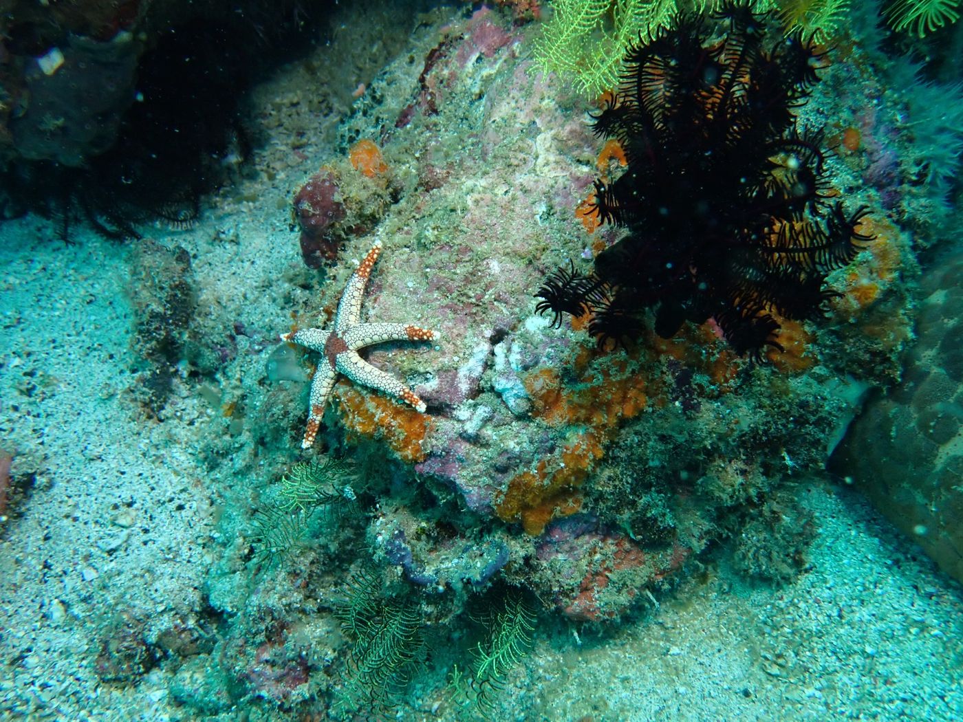 étoile de mer