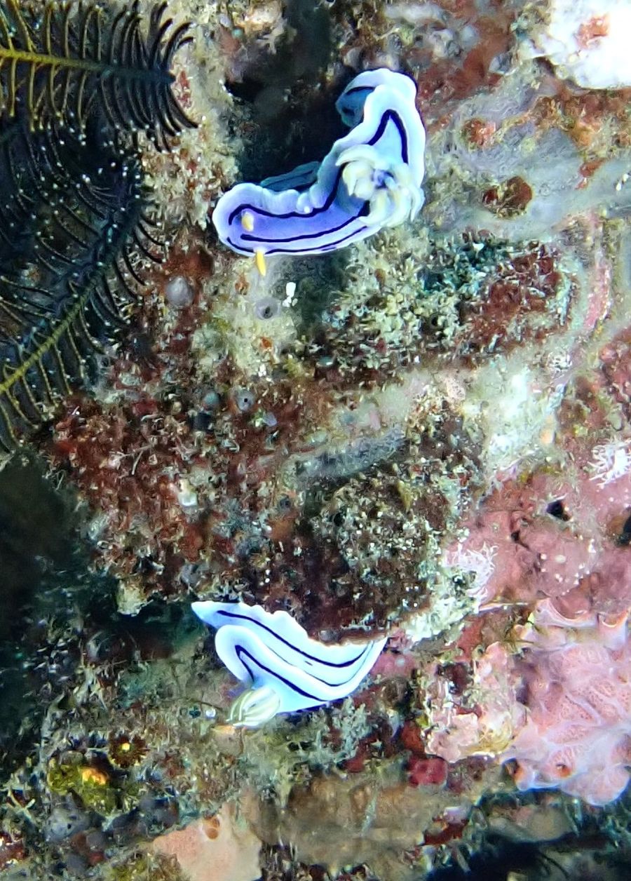 nudibranche