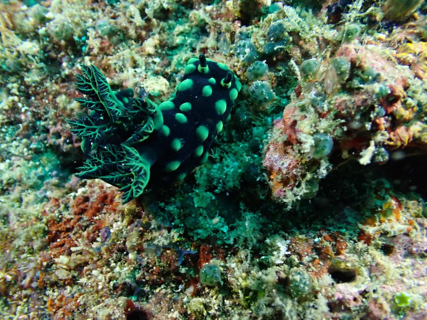 Nudibranche