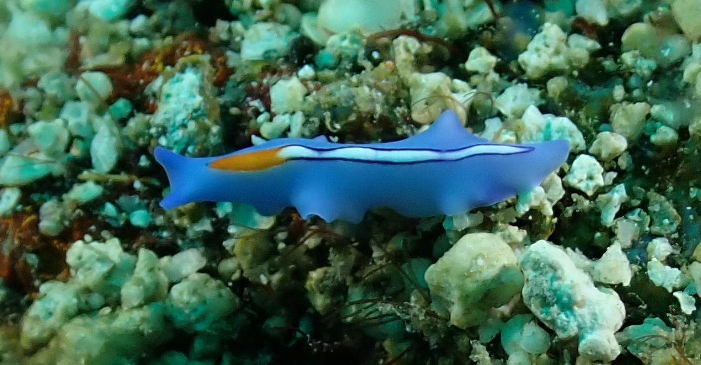 Une limace très bleu
