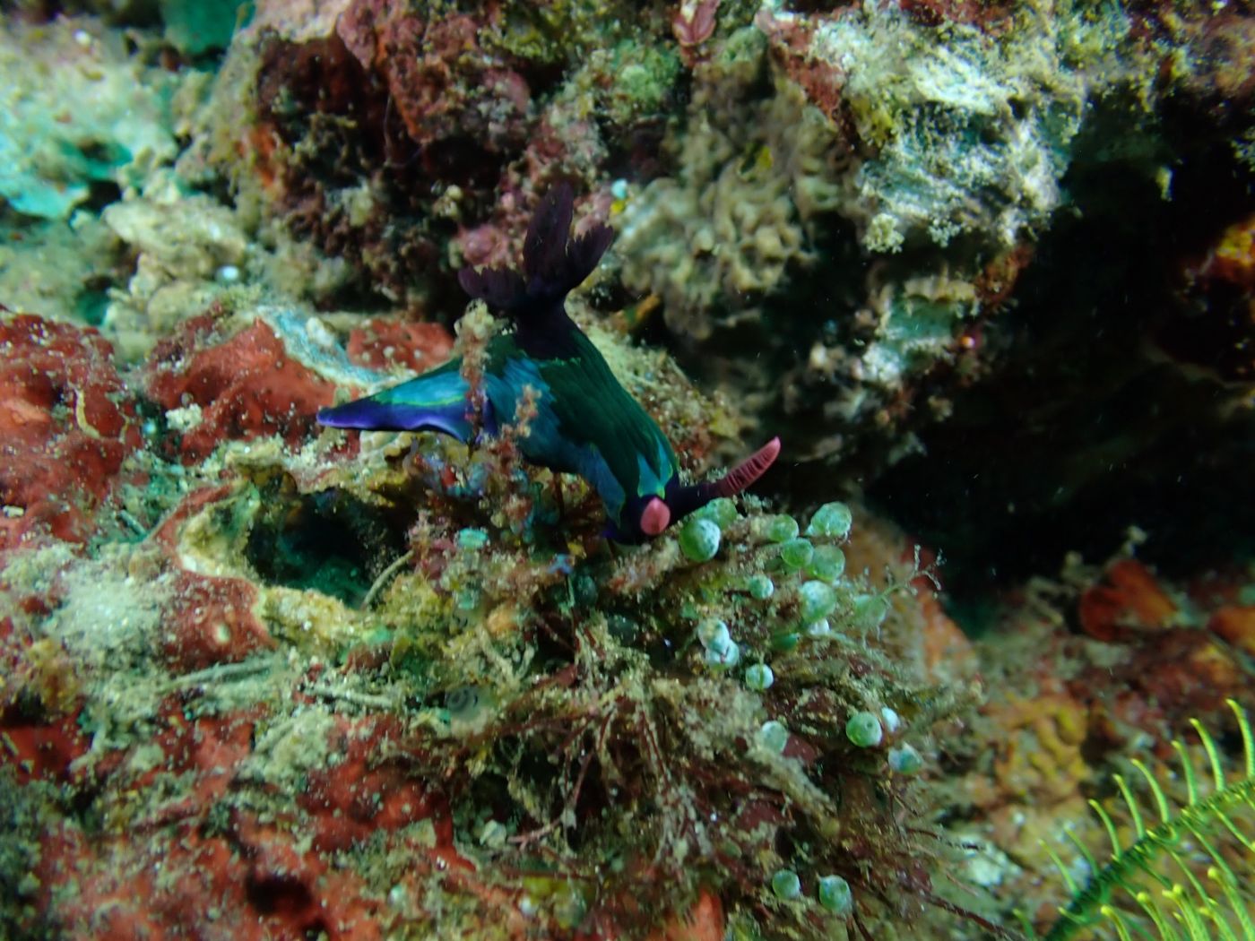 Nudibranche noir bleu brique