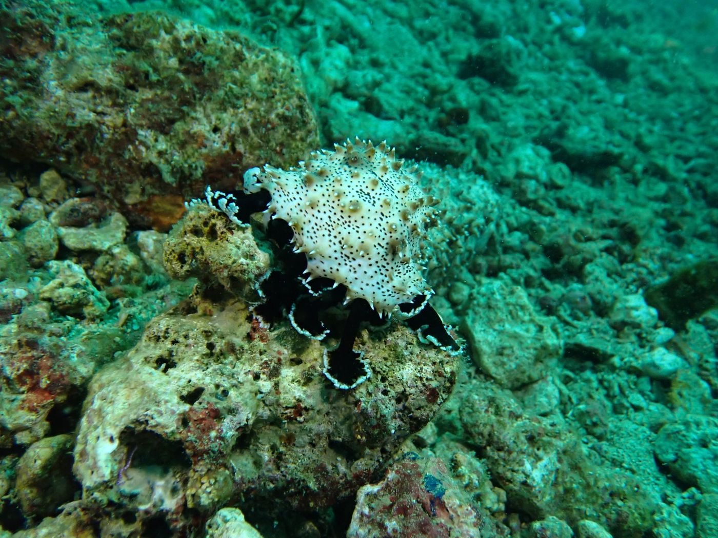 Tête d'holothurie très grosse et longue (12 à 15cm diamètre, 70 de long)