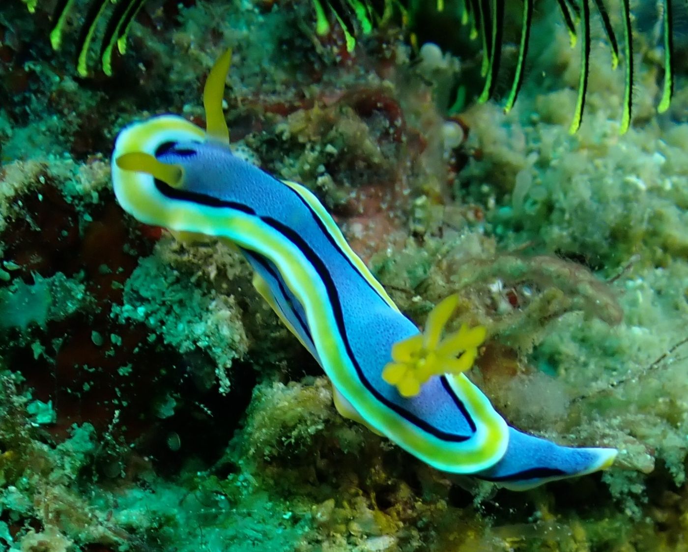 nudibranche