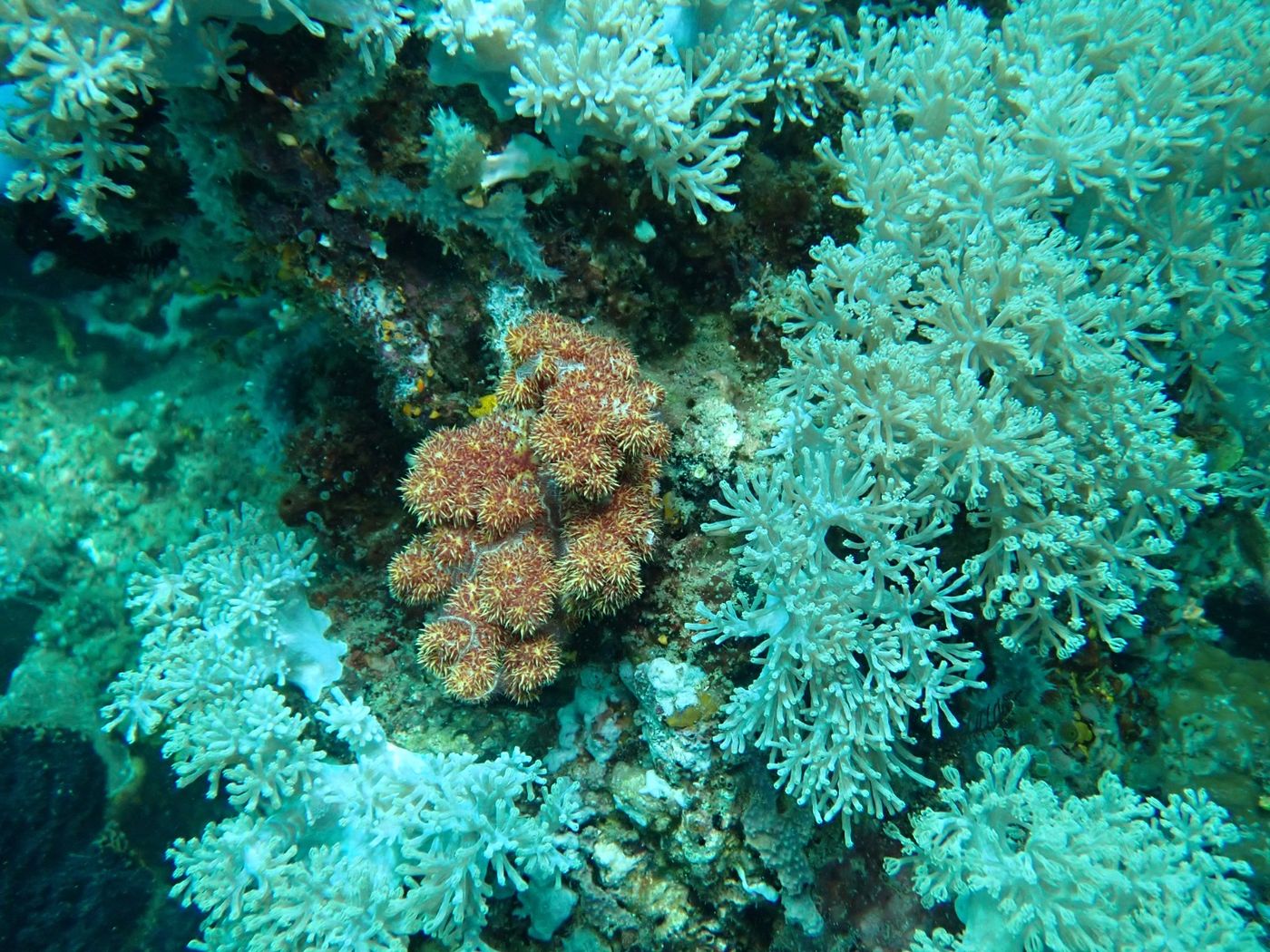 Corail mou Xenia