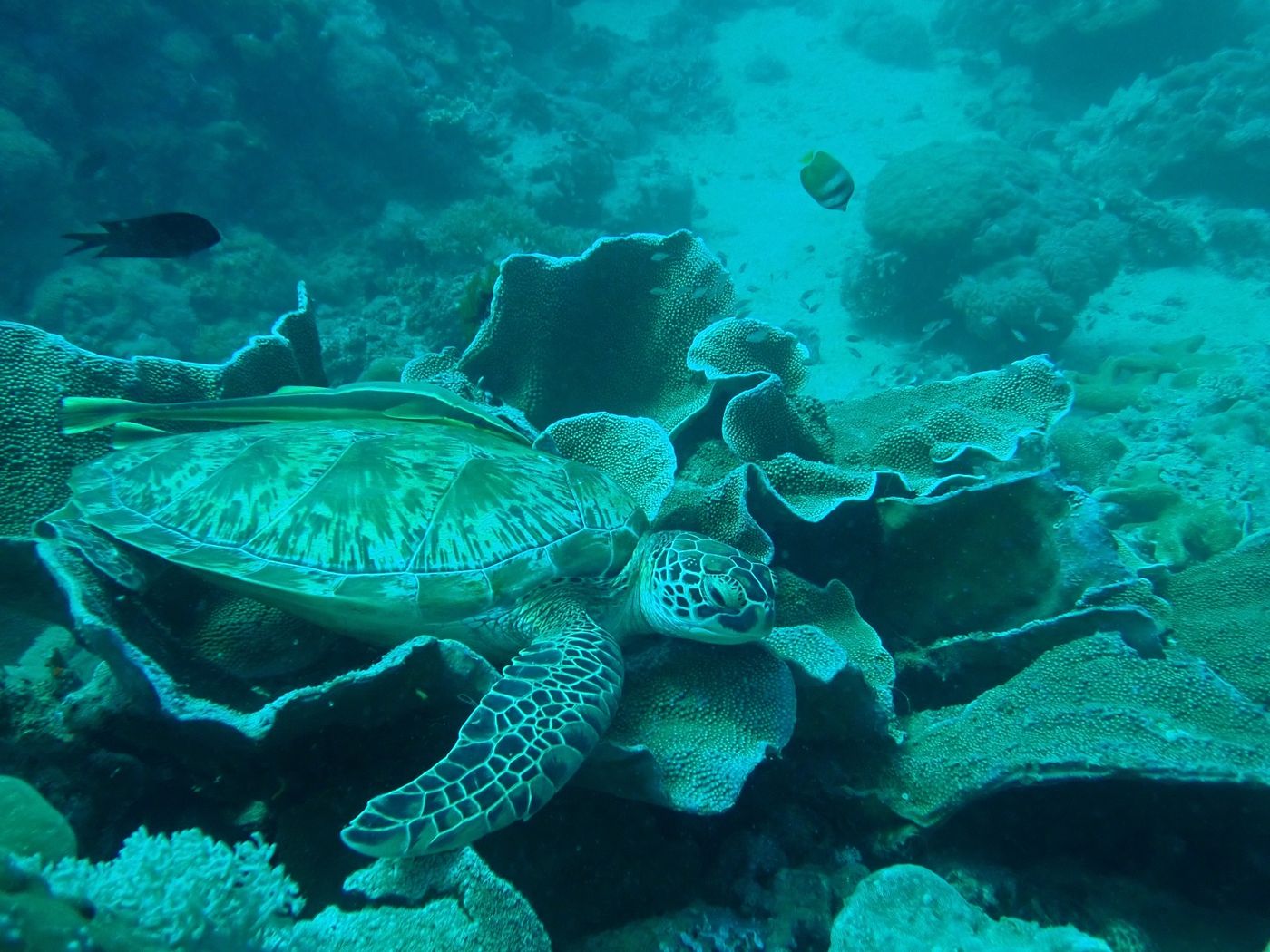 Belle sur son corail