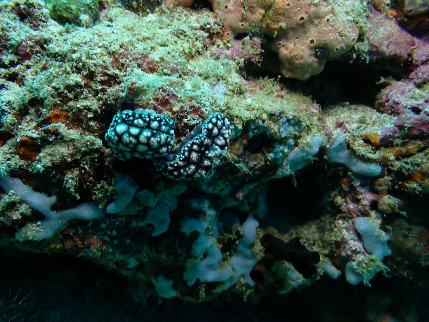 Nudibranche ou limace