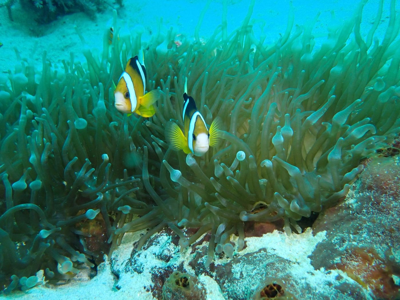Jolis poissons clown