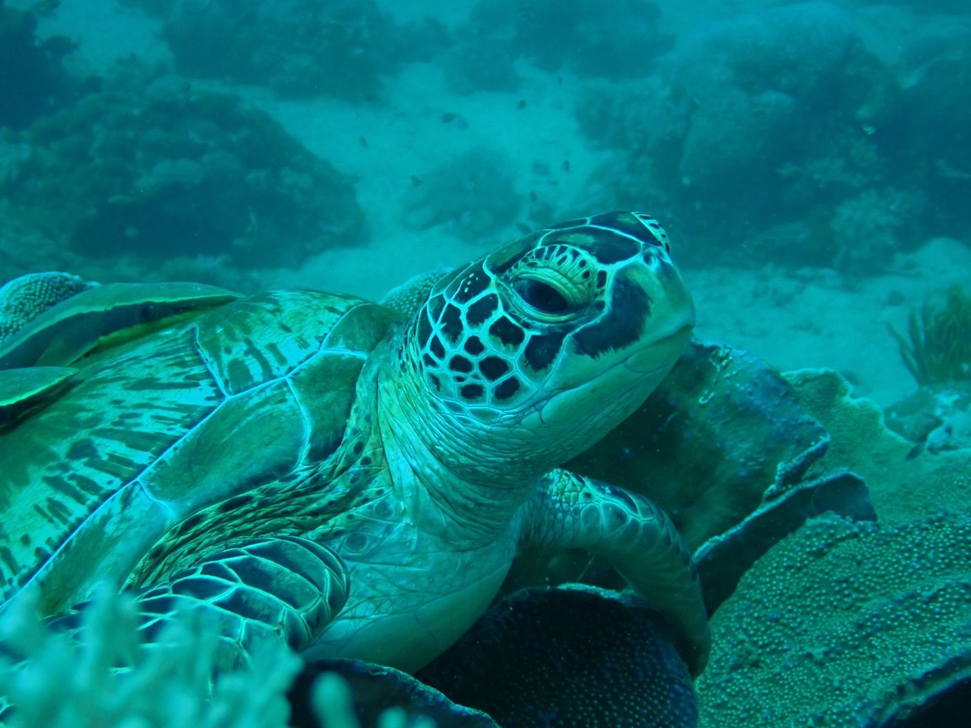 Tortue