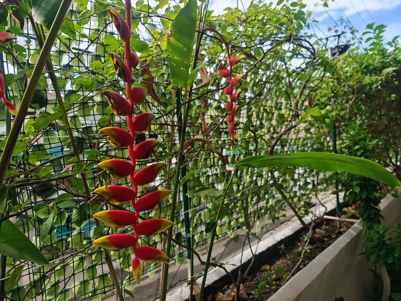 les plantes des tropiques